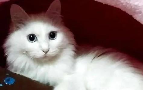 猫咪找主人的叫声-图1