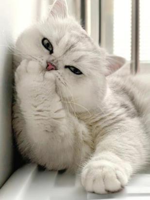 猫咪捂主人嘴说明什么-图1
