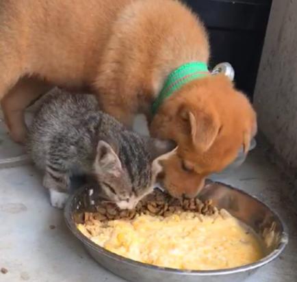 猫和狗互相吃粮食怎么办-图1