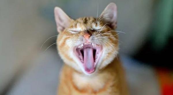猫咪牙结石自己脱落小妙招