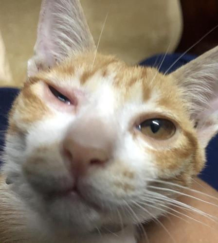 猫咪一只眼睛有点睁不开-图1