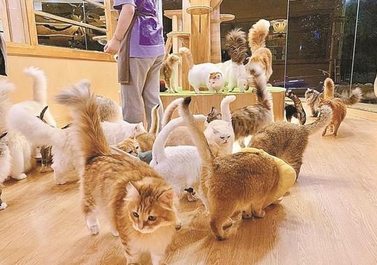 濮阳市猫狗市场