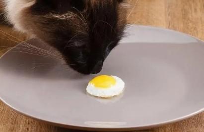 猫能吃蛋白吗熟的-图1