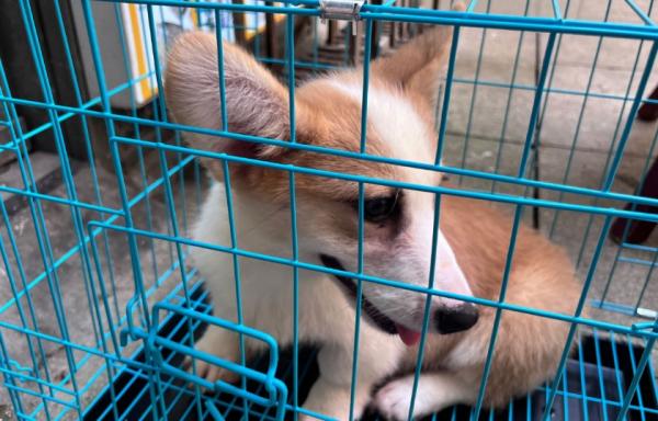隆都店市猫狗市场在哪-图1