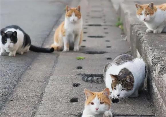 猫跑丢了怎么找最有效-图1