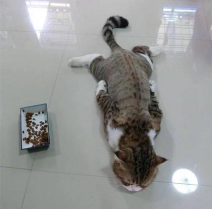 猫咪站不起来全身瘫软一直叫-图1
