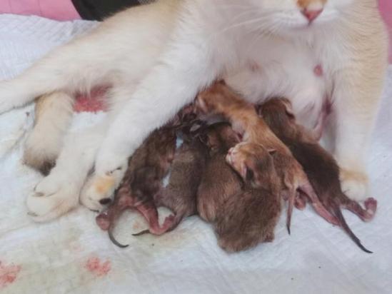 猫生产前几天有什么症状-图1