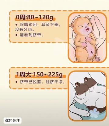 猫生产过程需几个小时-图1