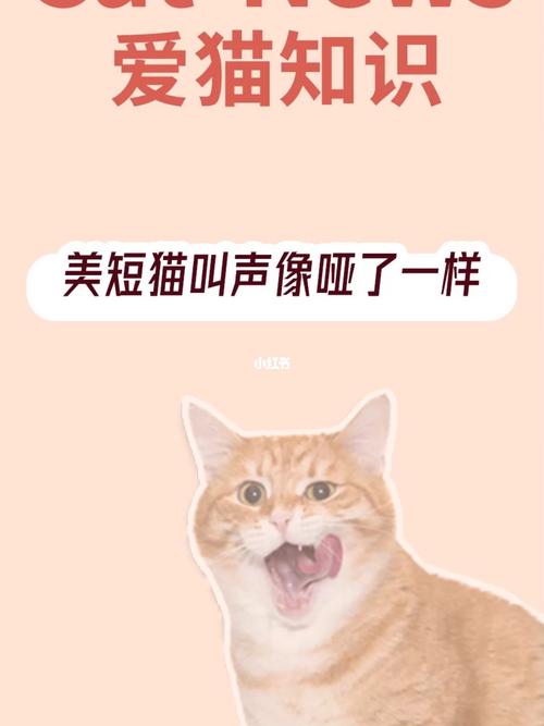 猫声音突然变沙哑怎么办-图1