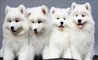 狗狗狂犬病发作症状有哪些-图1