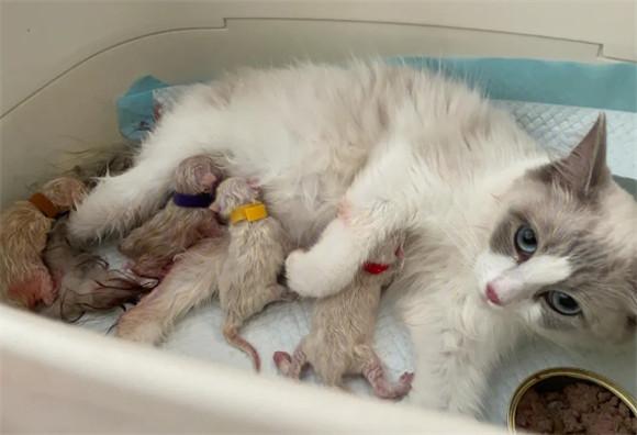 猫生了小猫要吃什么补吗-图1
