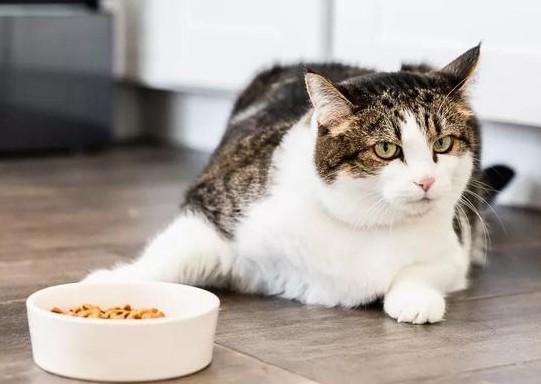 产后的猫咪为什么不吃东西了