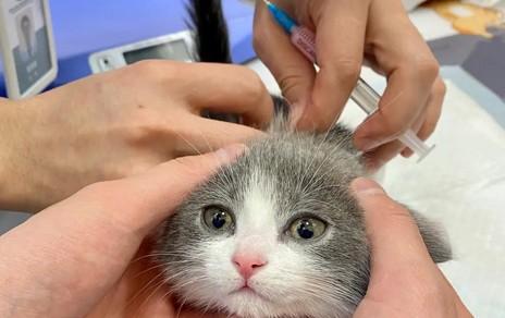 猫咪疫苗间隔时间-图1