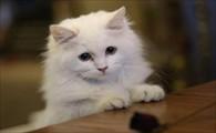 猫咪对主人陪伴的需求-1
