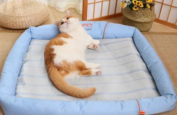 猫咪夏天适合睡什么床