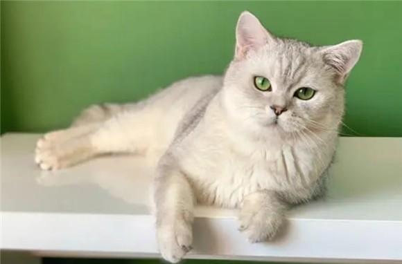 猫生气了几天可以消气-图1