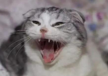 猫声音沙哑但是精神好-图1