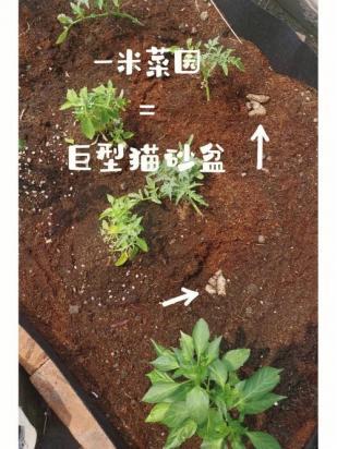 猫砂能否用来种花-1