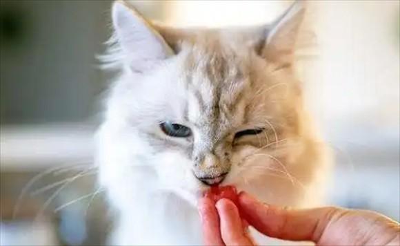 猫身上的弓形虫能去除掉吗-图1