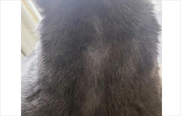 猫虱子怎么彻底去除最简单的方法-图1