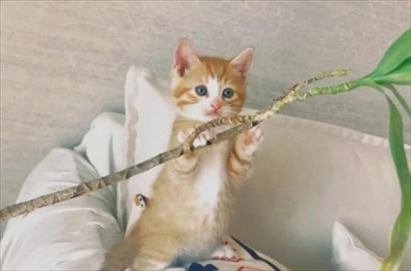 猫嗓子哑了能自己好吗-图1