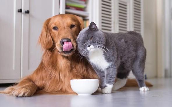 独居为什么要养猫狗狗-图1