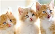 猫女儿生了猫爸的小猫-图1