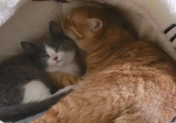 猫生五子必有一死-图1