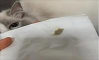 猫生产前粘稠液体图片-图1