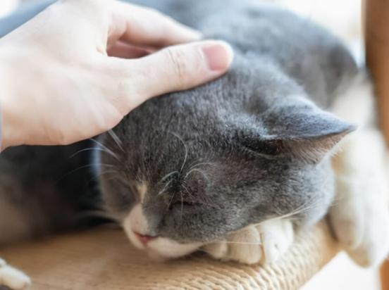 猫咪舔你的手代表什么-图1