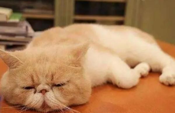 猫咪突然不吃东西没精神怎么办