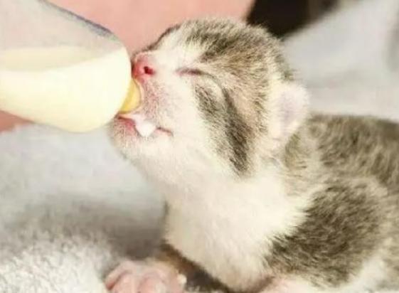 猫咪舔牛奶会怎样？乳糖不耐受怎么办？-1