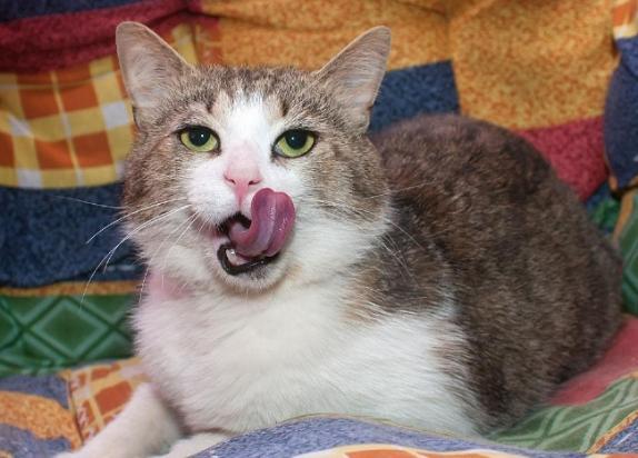 猫咪舔了消毒液拖过的地板注意事项