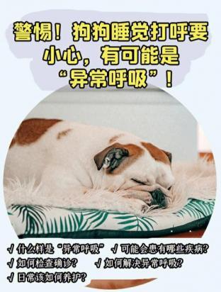 狗狗气喘是啥病的前兆
