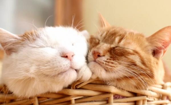 猫配对的视频教程-图1