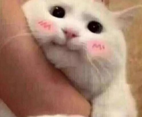 猫咪钻怀里表情包gif-图1