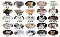 猫品种大全100种图片-图1
