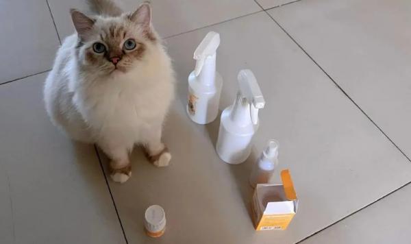 猫咪舔了75度酒精会死吗-图1