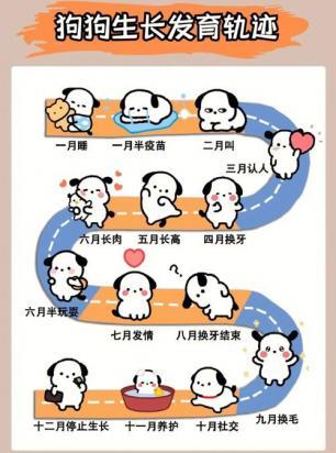 狗狗分娩前征兆及生产建议，让你的爱犬顺利产子！
