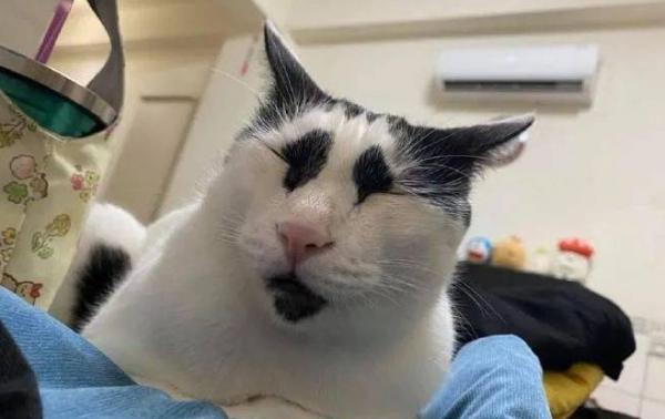 猫咪突然变得很奇怪-图1