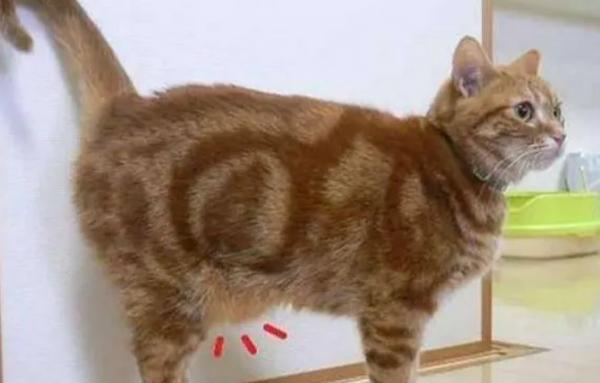 猫咪原始袋-图1