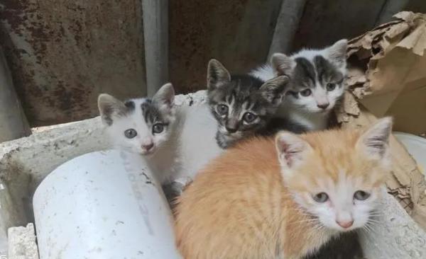猫生了4只民间的说法-图1