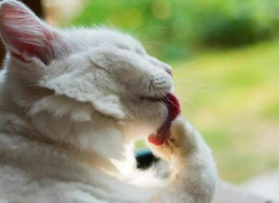 猫咪舔了次氯酸消毒水有事吗-图1