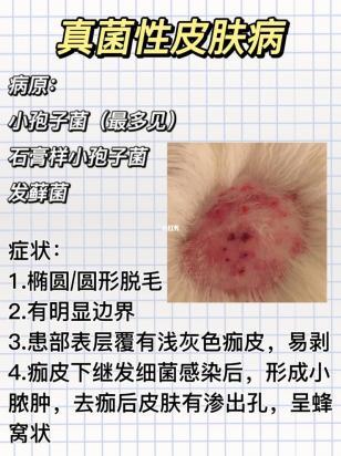 狗狗皮肤发黄得了什么病-1