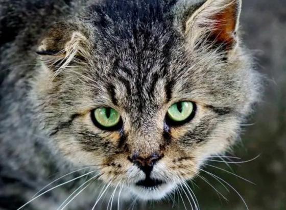 猫咪瞳孔变大变小是什么原因-图1
