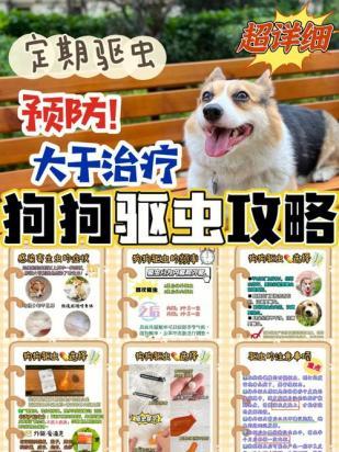 狗狗驱虫怎么驱-图1