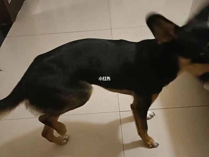 金毛后腿突然瘸了是什么原因
