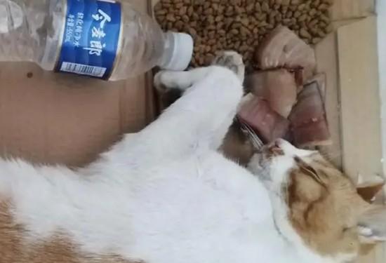 猫咪吐黄水会自愈吗-图1