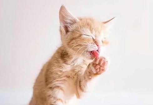 猫神大人与七颗星星探寻之旅