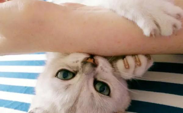 猫咪舔人是表示什么-图1